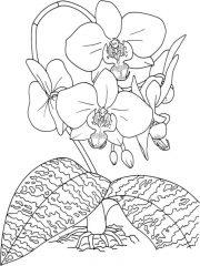 Рисунок Орхидея