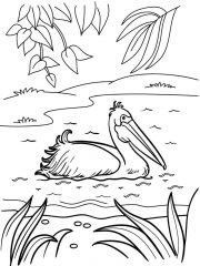 Пеликан на воде