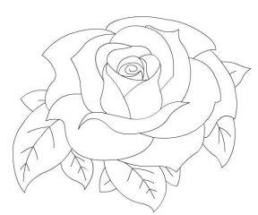 Рисунок Розы