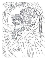 Джунгли леопард