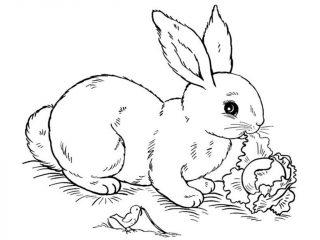 Кролик и капуста