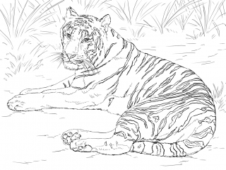 Картинка Тигр