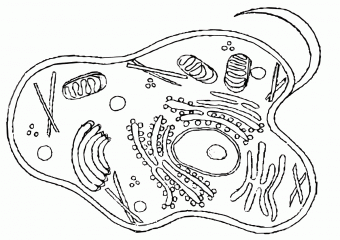 рисунок строение клетки