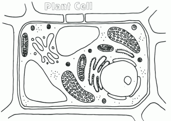 картинка строение клетки