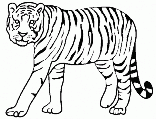 Рисунок тигр