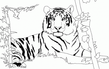 Раскраски тигр