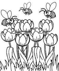 Тюльпаны и пчелы