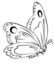 бабочка с кругами