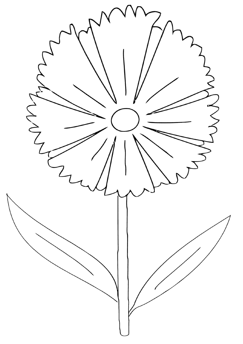 Раскраска цветок Василек для детей