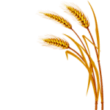Раскраска Пшеница