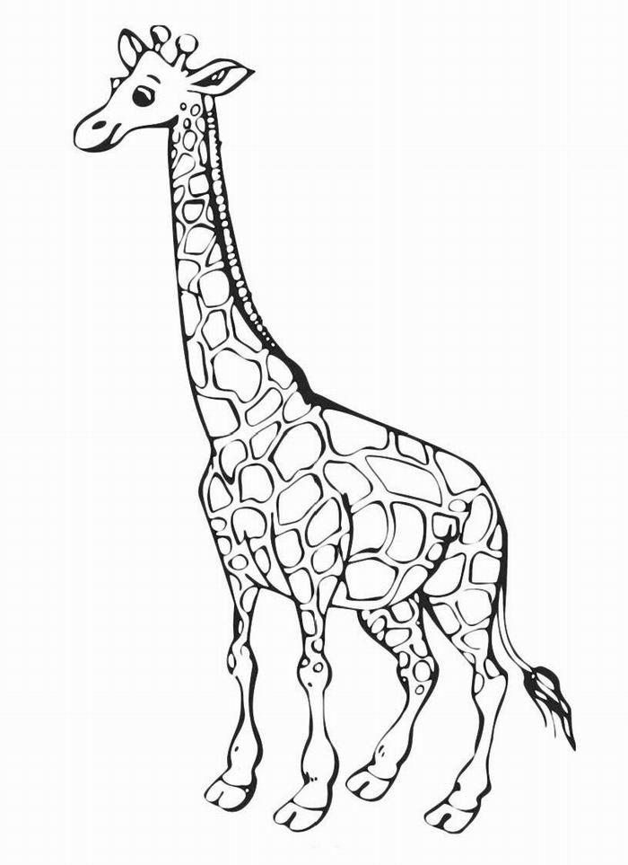 Раскраска Жираф распечатать бесплатно