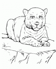 Рисунок пантера